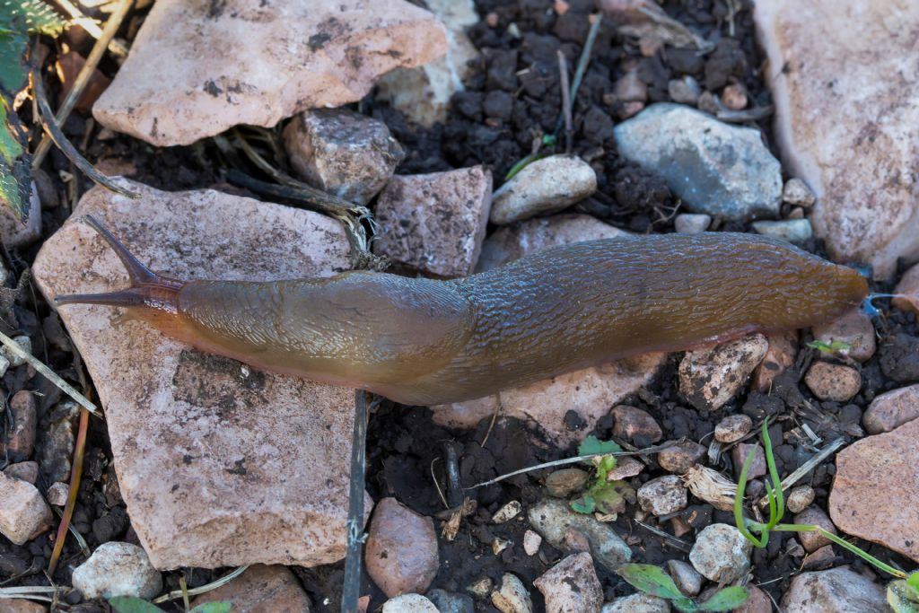 Limacidae sp. [Limax gr. corsicus]